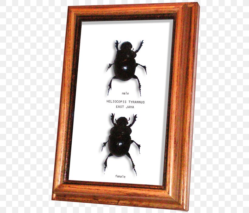Beetles And Bugs Dung Beetle Chalcosoma Caucasus Male, PNG, 506x700px, Beetle, Beetles And Bugs, Chalcosoma Caucasus, Cow Dung, Dung Beetle Download Free
