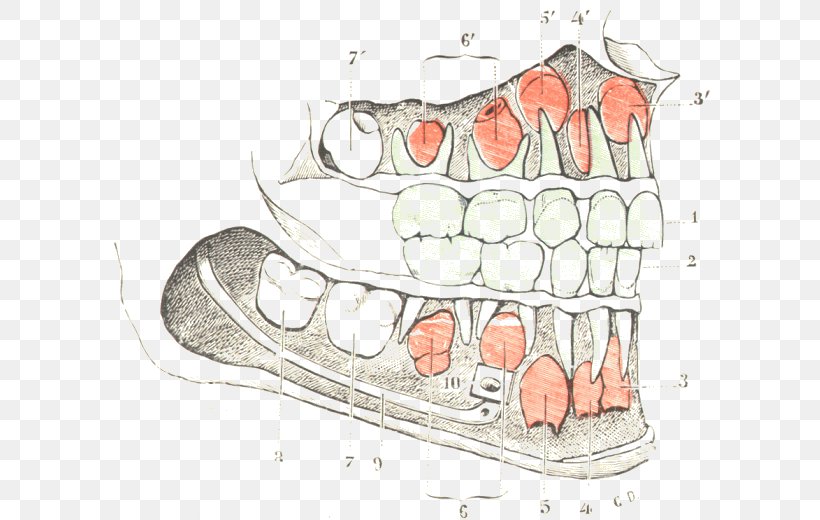 Finger Tooth Jaw, PNG, 600x520px, Watercolor, Cartoon, Flower, Frame, Heart Download Free