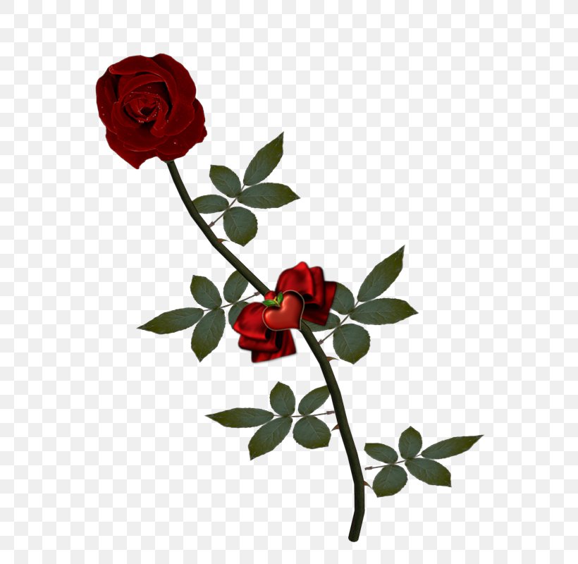 Garden Roses Valentine's Day Wedding Invitation Flower, PNG, 566x800px, Garden Roses, Branch, Cut Flowers, Flora, Floral Design Download Free