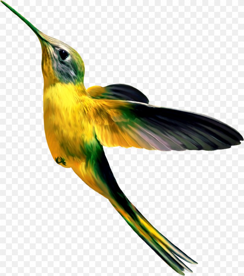 Hummingbird Concepteur, PNG, 1104x1253px, Bird, Beak, Computer Software, Concepteur, Coraciiformes Download Free