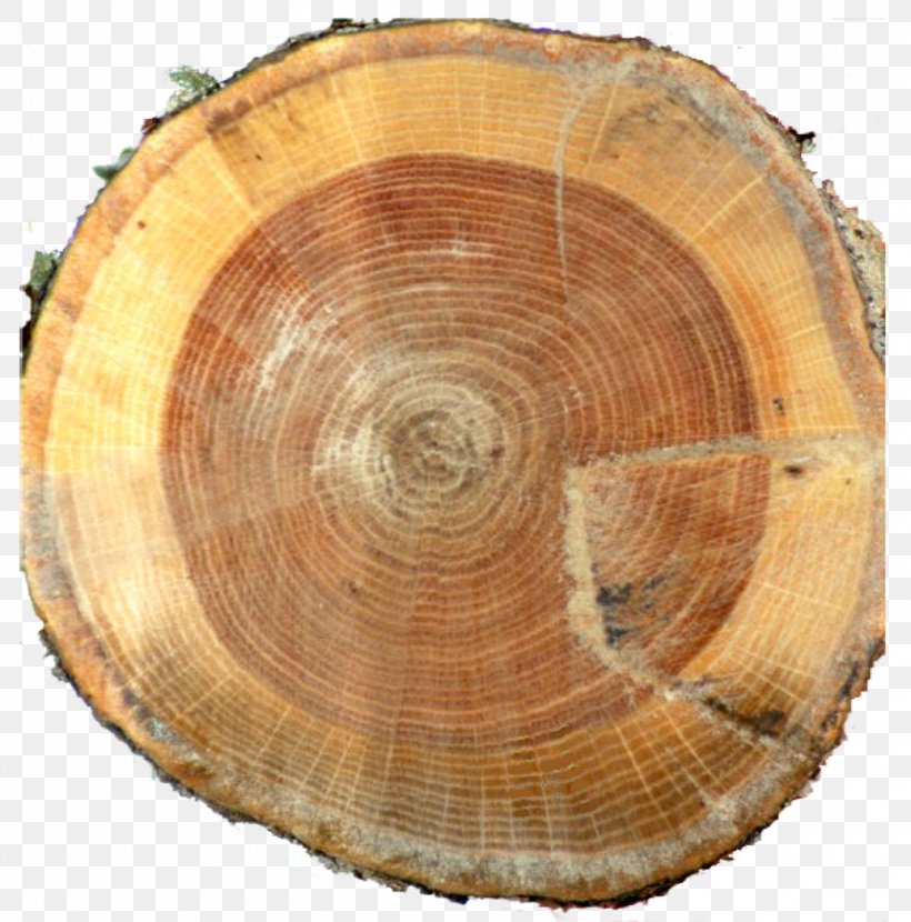 Lumber Tree Annual Plant, PNG, 1472x1490px, Lumber, Annual Plant, Tree, Wood Download Free