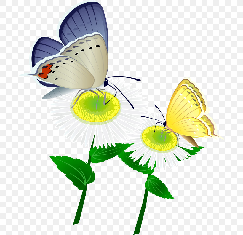 Marguerite Gerbera Daisy, PNG, 695x793px, Marguerite, Autumn Flower, Biology, Brushfooted Butterflies, Cut Flowers Download Free