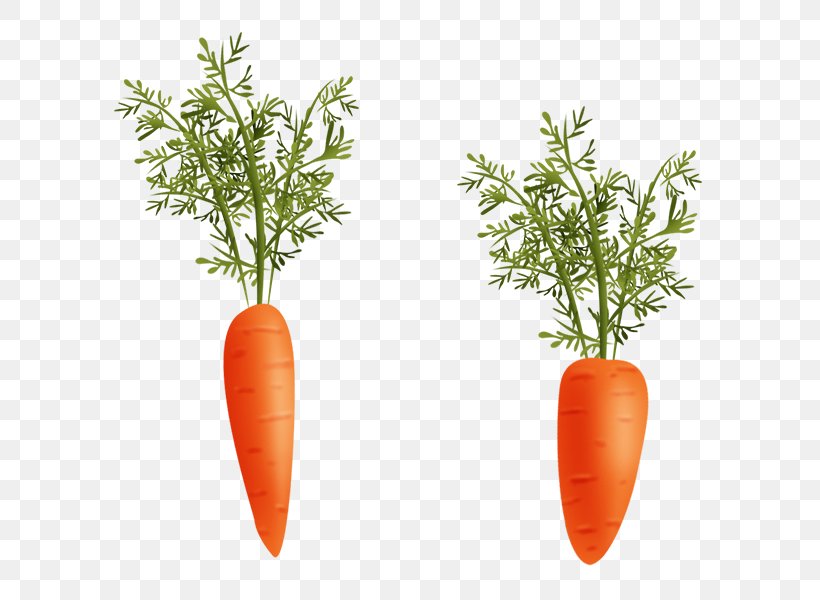 Natural Foods Flowerpot Herb Local Food, PNG, 600x600px, Food, Carrot, Flowerpot, Herb, Local Food Download Free