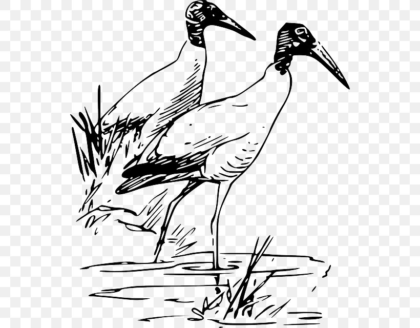 Bird Clip Art Drawing Sketch Image, PNG, 546x640px, Bird, Art, Artwork, Beak, Black And White Download Free