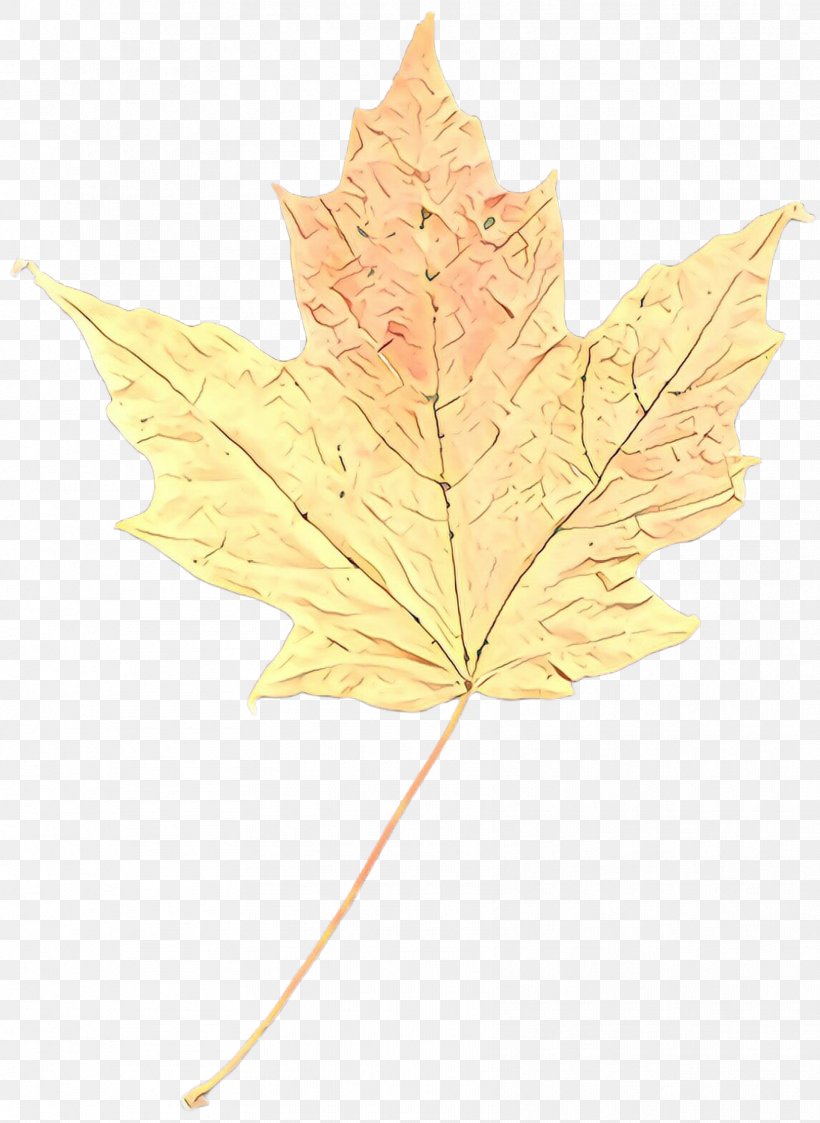 Maple Leaf, PNG, 1708x2340px, Cartoon, Black Maple, Flowering Plant, Leaf, Maple Download Free