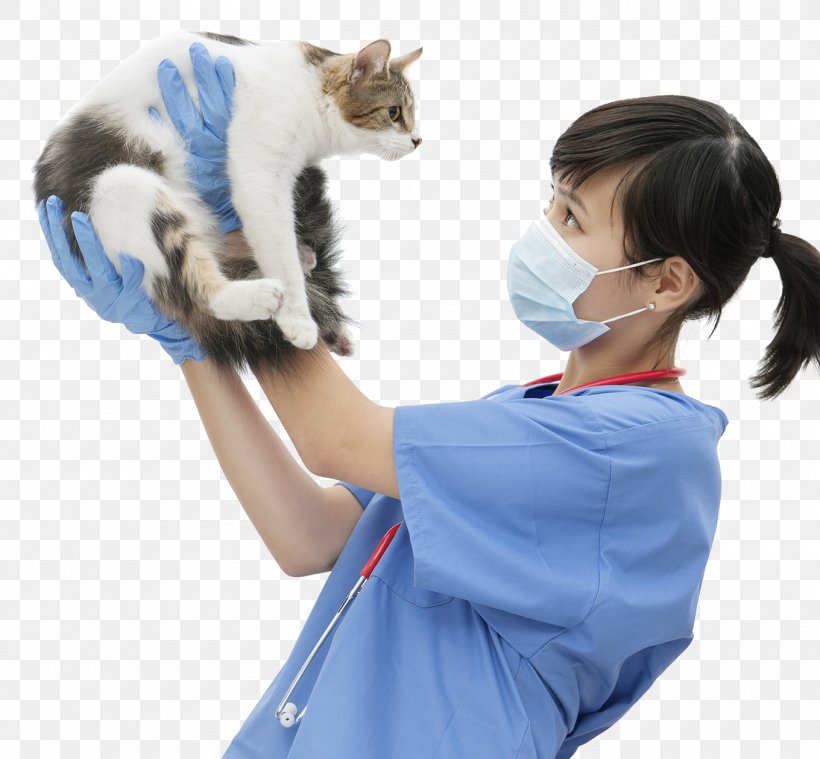 Cat Kitten Dog Veterinarian Pet, PNG, 1360x1259px, Cat, Arm, Black Cat, Cat Like Mammal, Clinique Vxe9txe9rinaire Download Free