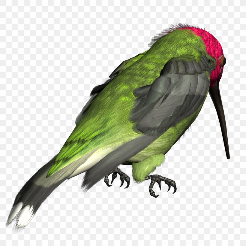 Hummingbird Clip Art, PNG, 1600x1600px, Hummingbird, Art, Beak, Bird, Blog Download Free