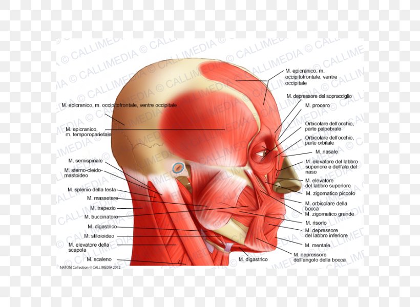 Temporoparietalis Muscle Head And Neck Anatomy Lateral Rectus Muscle, PNG, 600x600px, Watercolor, Cartoon, Flower, Frame, Heart Download Free