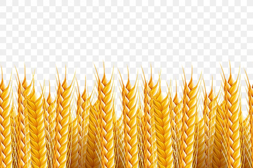 Wheat Stock Photography Illustration, PNG, 1000x666px, Wheat, Cereal, Cereal Germ, Commodity, Corn On The Cob Download Free