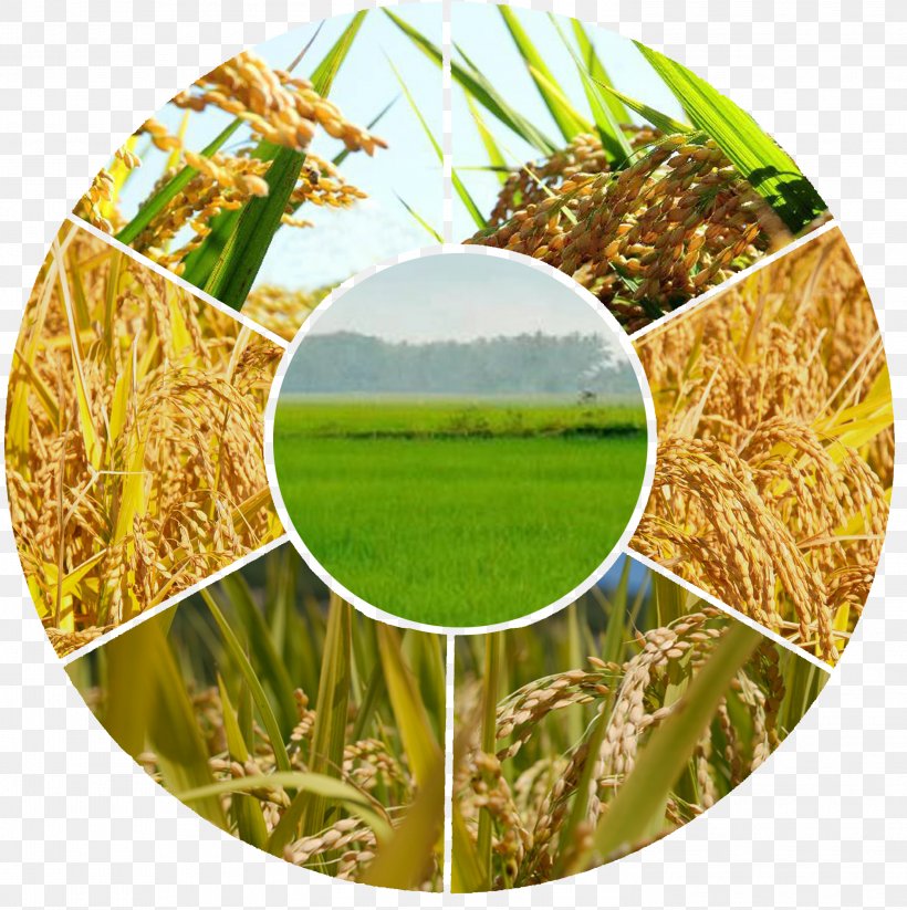 Agriculture Organic Farming Farmer Agribusiness Industry, PNG, 2948x2959px, Agriculture, Agribusiness, Agricultural Economics, Agronomy, Budi Daya Download Free