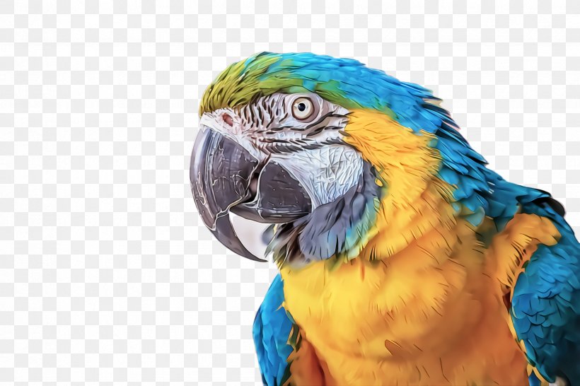 Feather, PNG, 2448x1632px, Bird, Beak, Budgie, Feather, Macaw Download Free