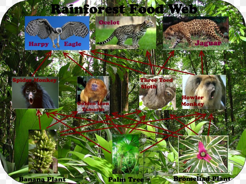 Amazon Rainforest Tropical Rainforest Food Web Primary Producers Png 10x900px Amazon Rainforest Acid Rain Biome Consumer