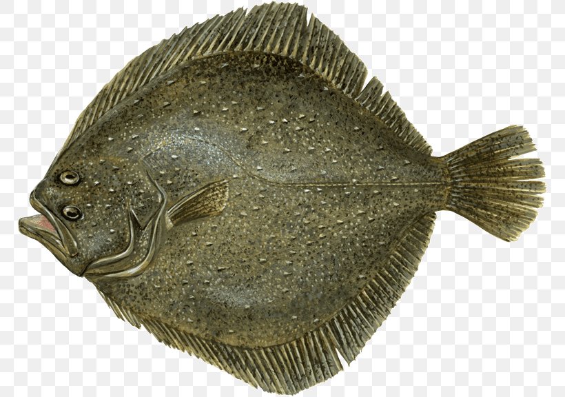 Flounder Fish And Chips Sole Turbot, PNG, 769x576px, Flounder, Bony Fish, Fish, Fish And Chips, Fishery Download Free