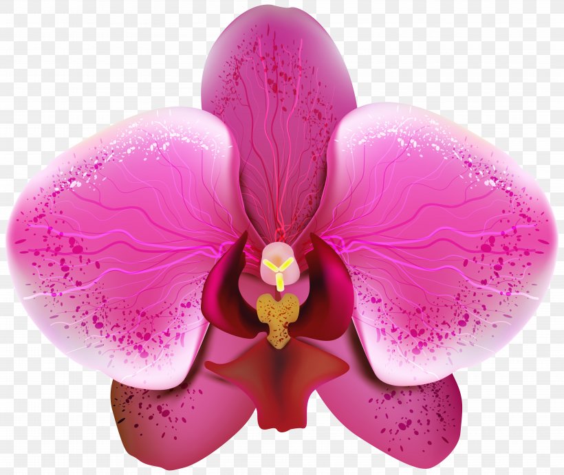 Orchids Clip Art, PNG, 7966x6718px, Orchids, Color, Flower, Flowering Plant, Magenta Download Free