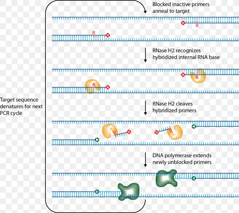 Primer Ribonuclease H Polymerase Chain Reaction RNase H-dependent PCR, PNG, 1604x1429px, Primer, Amplifikacija, Area, Diagram, Dna Download Free