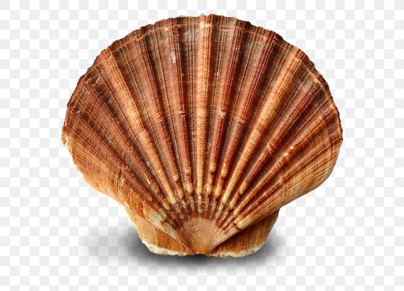 Oyster Clam Mussel Seashell Cockle, PNG, 680x591px, Oyster, Animal, Clam, Clams Oysters Mussels And Scallops, Cockle Download Free