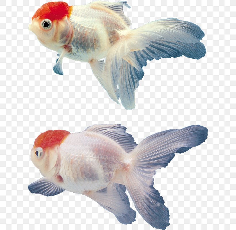 Goldfish Aquarium Clip Art, PNG, 628x800px, Goldfish, Aquarium, Bony Fish, Fauna, Fin Download Free