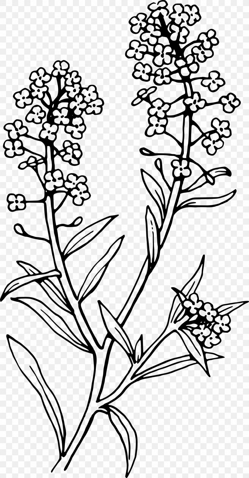 Lobularia Maritima Tattoo Alisons Flower Clip Art, PNG, 1249x2400px, Lobularia Maritima, Alisons, Area, Art, Black Download Free