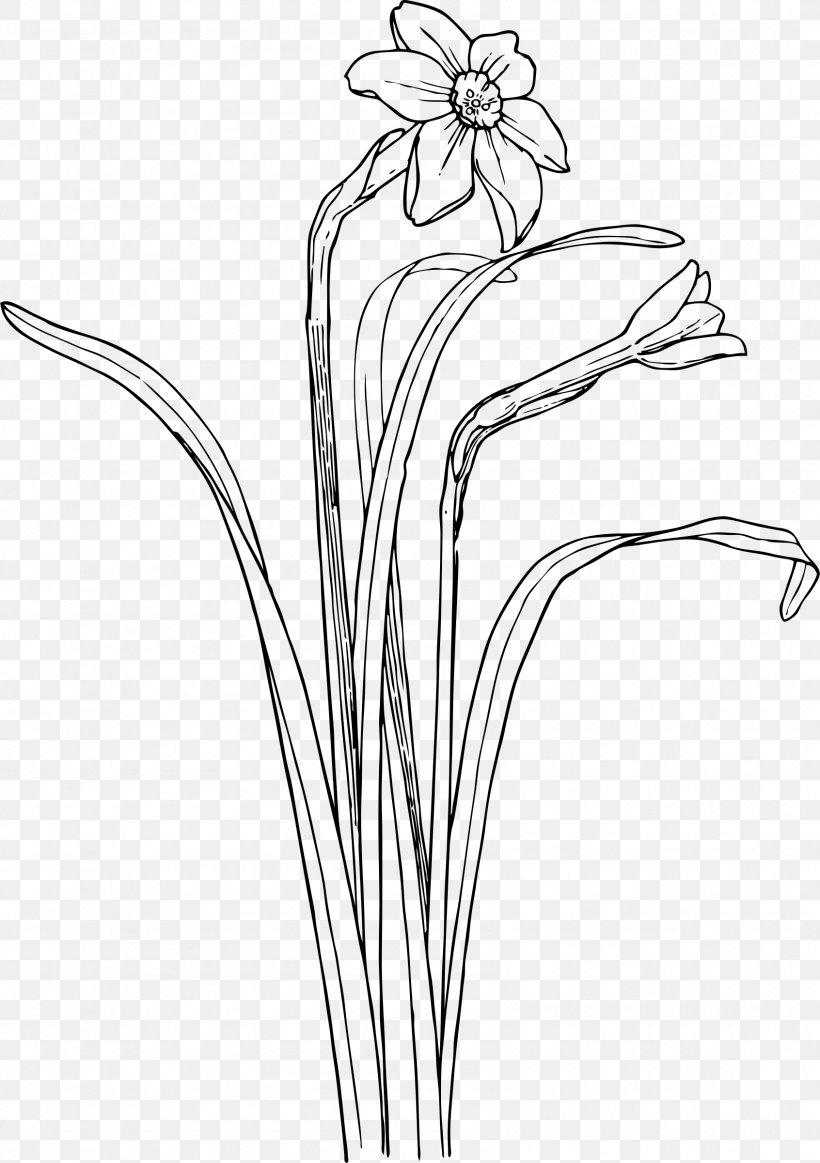 Narcissus Daffodil Clip Art, PNG, 1692x2400px, Narcissus, Artwork, Black And White, Branch, Color Download Free