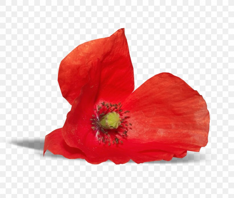 Poppy Flower Clip Art, PNG, 1273x1078px, Poppy, Common Poppy, Coquelicot, Digital Image, Flower Download Free
