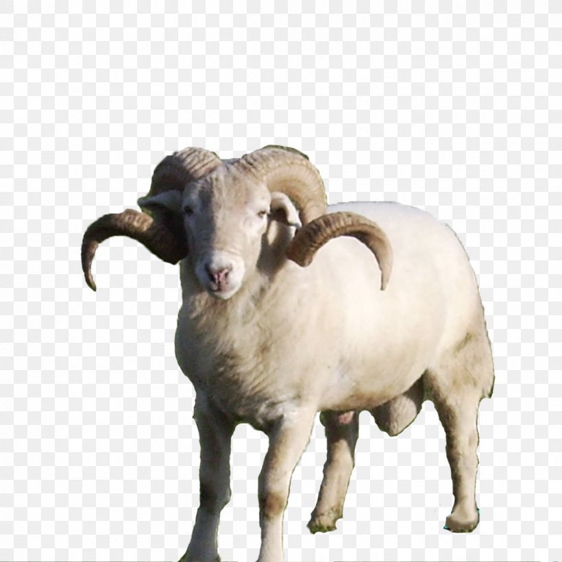 Sheep Argali Goat Rose, PNG, 1200x1200px, Sheep, Argali, Cow Goat Family, Flower Bouquet, Gift Download Free