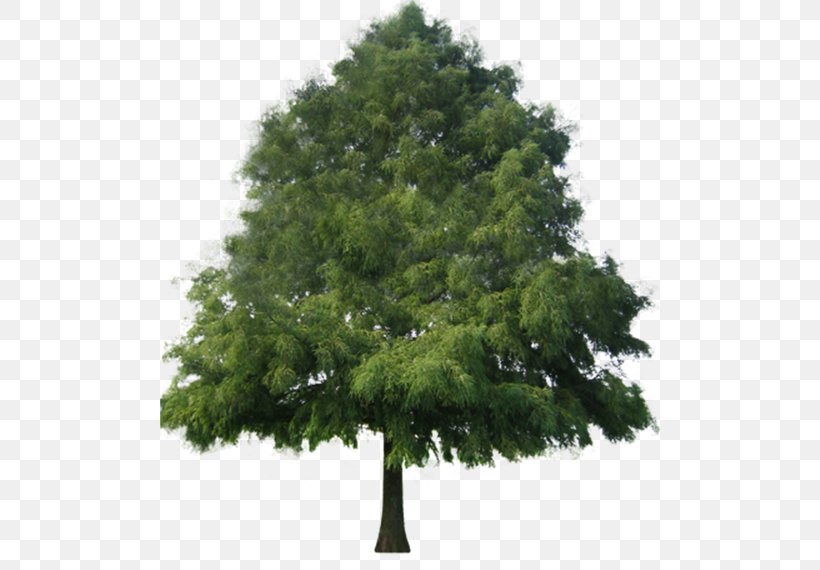 Tree, PNG, 500x570px, Tree, Bald Cypress, Biome, Conifer, Deviantart Download Free