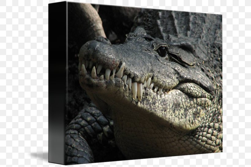 American Alligator Nile Crocodile Jaw, PNG, 650x547px, American Alligator, Alligator, Alligators, Animal, Crocodile Download Free