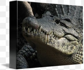 Crocodile - American Alligator Nile Crocodile Jaw PNG