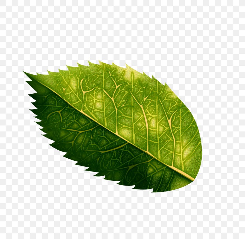 Green Leaf Ornament, PNG, 800x800px, Green, Garden Ornament, Grass, Gratis, Leaf Download Free