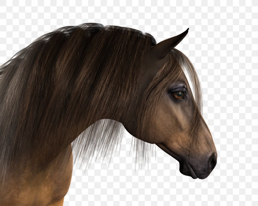 Mane Pony Mustang Stallion, PNG, 1280x1024px, Mane, American Quarter Horse, Bridle, Fly Mask, Hair Download Free