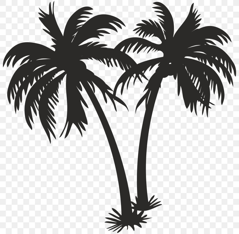 Asian Palmyra Palm Coconut Oil Palm Trees, PNG, 800x800px, Asian Palmyra Palm, Areca Palm, Arecales, Black And White, Borassus Flabellifer Download Free
