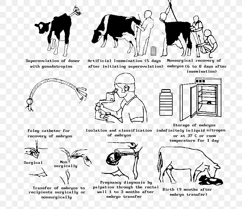 Cattle Embryo Transfer In Vitro Fertilisation Artificial Insemination, PNG, 718x708px, Cattle, Area, Art, Artificial Insemination, Artwork Download Free