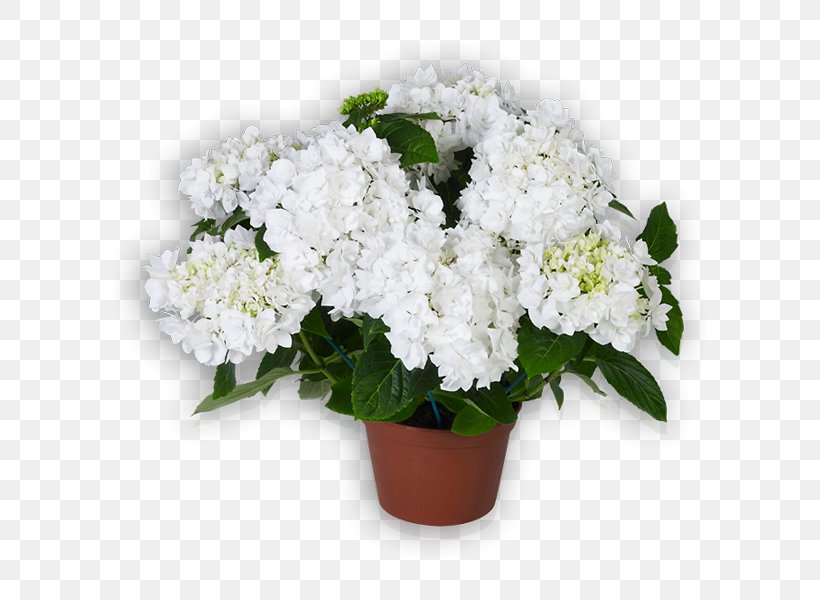 Cut Flowers French Hydrangea White Shrub, PNG, 600x600px, Flower, Annual Plant, Cornales, Cut Flowers, Doubleflowered Download Free