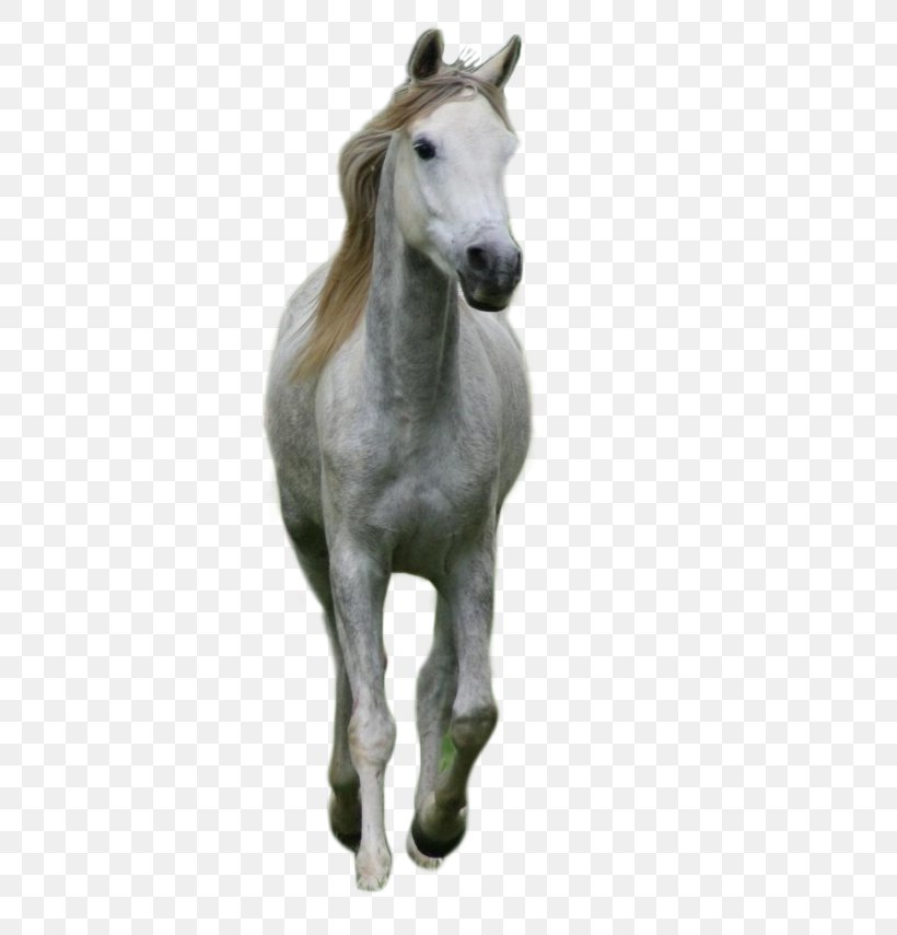 Foal Stallion Mustang Colt Pony, PNG, 440x855px, Foal, Bear, Cat, Colt, Dog Download Free