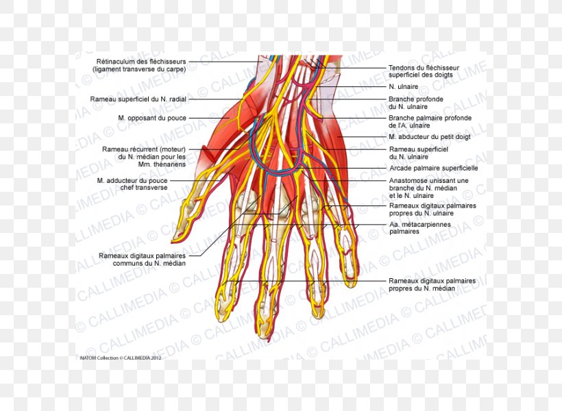 Nerve Blood Vessel Finger Hand Muscle, PNG, 600x600px, Watercolor, Cartoon, Flower, Frame, Heart Download Free