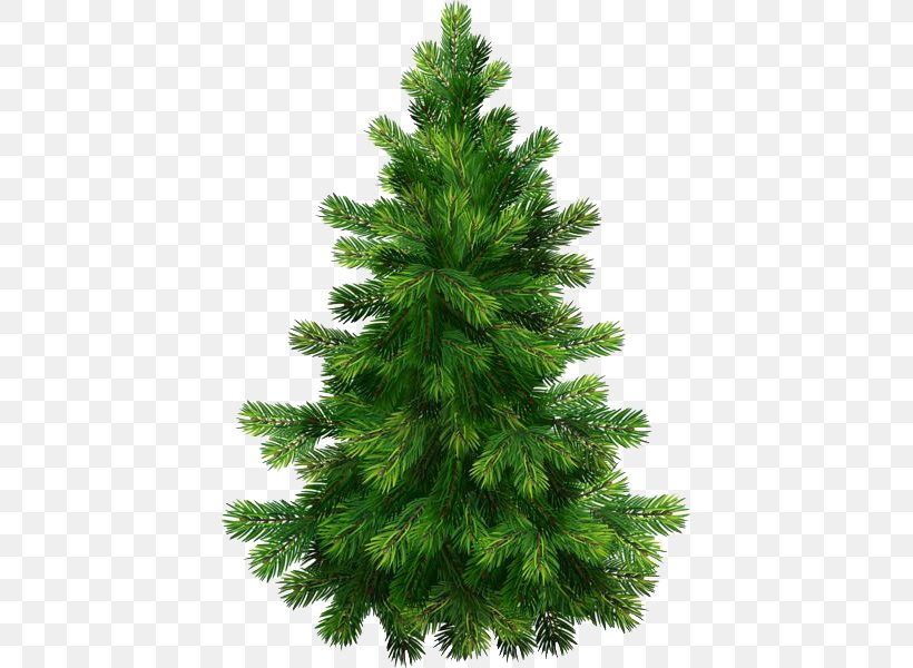 Pine Tree Fir Stock Photography, PNG, 421x600px, Pine, Biome, Christmas Decoration, Christmas Ornament, Christmas Tree Download Free