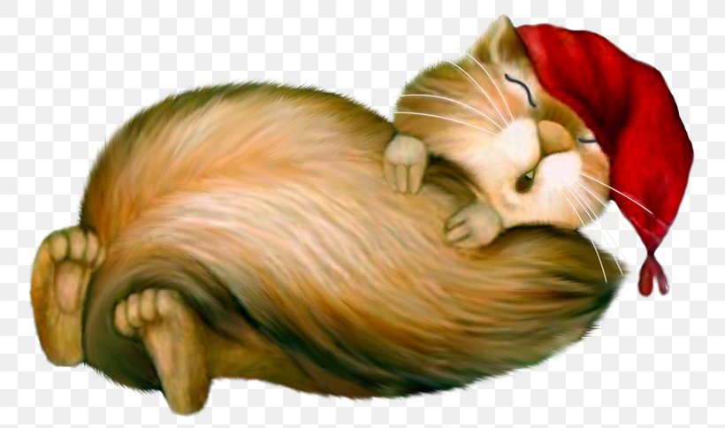 Squirrel Afrikaans Image Night Clip Art, PNG, 800x484px, Squirrel, Afrikaans, Drawing, Face, Funny Animal Download Free