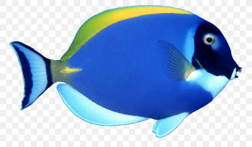 Angelfish Tropical Fish Clip Art, PNG, 768x480px, Angelfish, Animal, Blue, Cobalt Blue, Coral Reef Fish Download Free