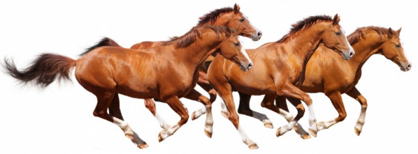 Arabian Horse Trakehner Mustang Andalusian Horse Stallion, PNG, 1000x370px, Arabian Horse, Andalusian Horse, Animal Figure, Black, Bridle Download Free