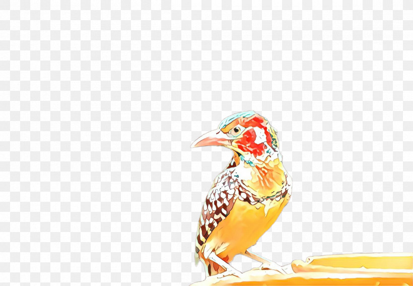 Bird Beak Finch Perching Bird Songbird, PNG, 2404x1664px, Bird, Beak, Finch, Perching Bird, Songbird Download Free