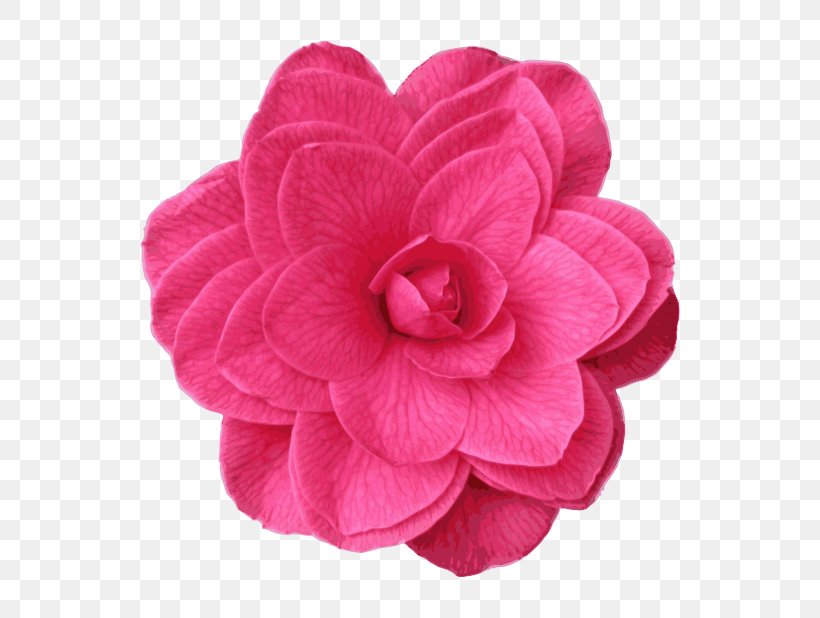 Clip Art, PNG, 800x618px, Japanese Camellia, Camellia, Cut Flowers, Flower, Free Download Free