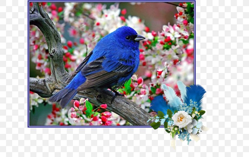 Desktop Wallpaper Bird Display Resolution Download, PNG, 640x516px, Bird, Beak, Blue Jay, Bluebird, Branch Download Free