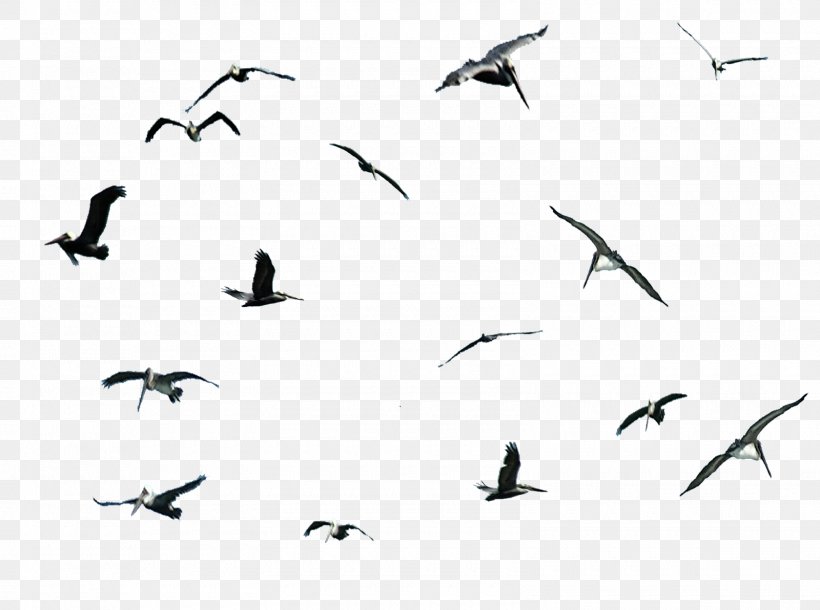 Gulls Bird Migration Pelican Cygnini, PNG, 1600x1192px, Gulls, Animal Migration, Beak, Bird, Bird Migration Download Free