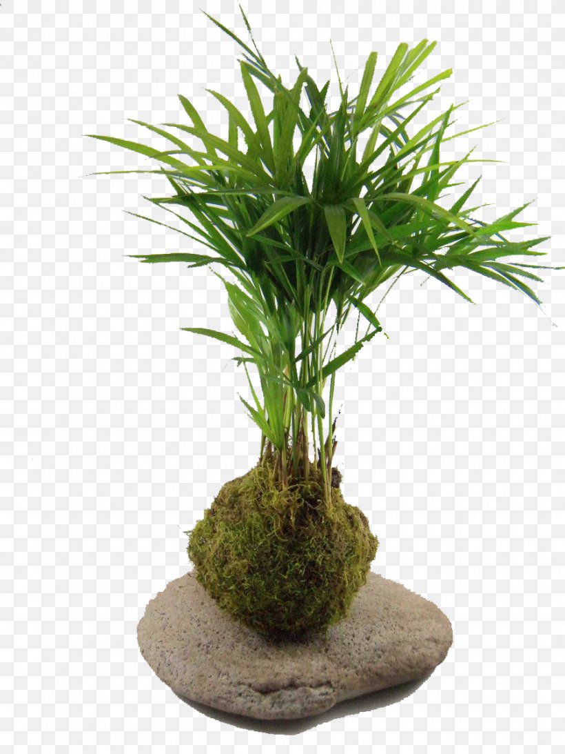 Houseplant Kokedama Podocarpus Macrophyllus Flowerpot, PNG, 900x1200px, Houseplant, Aquarium Decor, Arecales, Azalea, Bonsai Download Free
