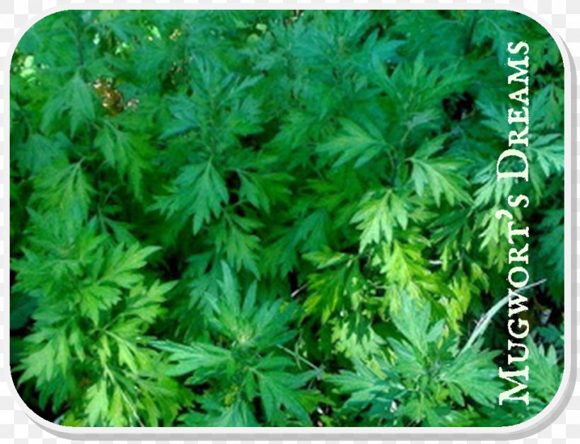 Parsley Mugwort Moxibustion Herb Artemisia Verlotiorum, PNG, 957x734px, Parsley, Artemisia Argyi, Daisy Family, Grass, Health Download Free