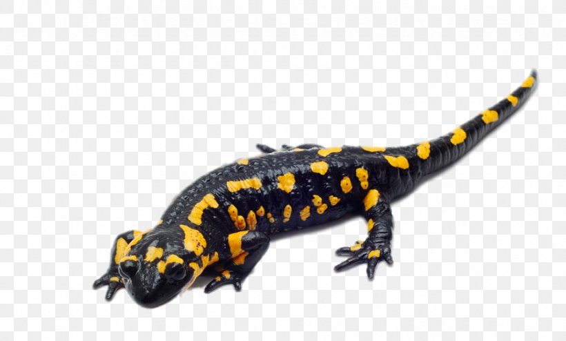 Spotted Salamander Reptile Fire Salamander Barred Tiger Salamander, PNG, 898x541px, Salamander, Amphibian, Barred Tiger Salamander, Bluespotted Salamander, Chinese Fire Belly Newt Download Free