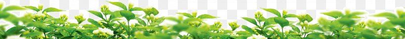 Wheatgrass Meadow Lawn Energy Wallpaper, PNG, 2339x229px, Wheatgrass, Commodity, Computer, Energy, Grass Download Free