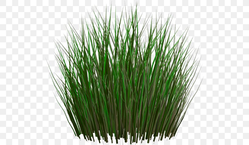 Clip Art, PNG, 524x480px, Image Resolution, Alpha Compositing, Chrysopogon Zizanioides, Commodity, Grass Download Free