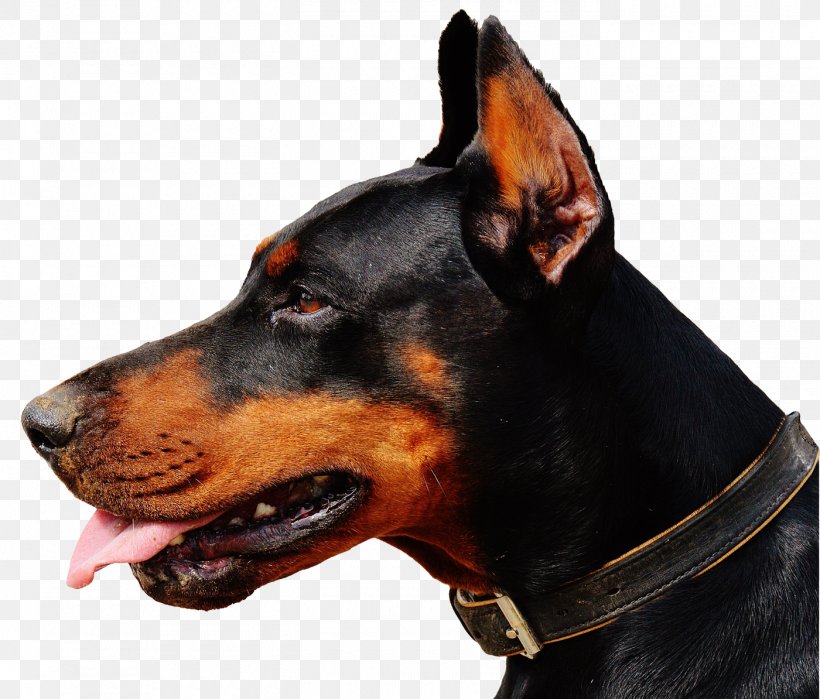 Dobermann Vizsla Puppy Cat, PNG, 1400x1194px, Dobermann, Animal, Carnivoran, Collar, Dog Download Free