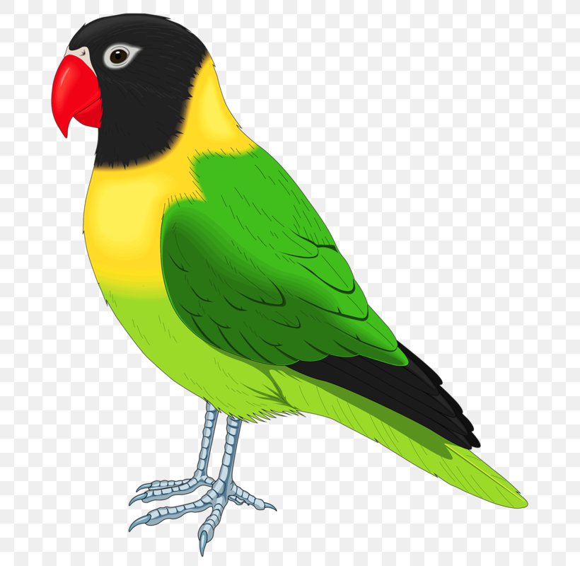 Lovebird Parrot Budgerigar Cockatiel, PNG, 699x800px, Bird, Beak, Birdcage, Budgerigar, Cage Download Free